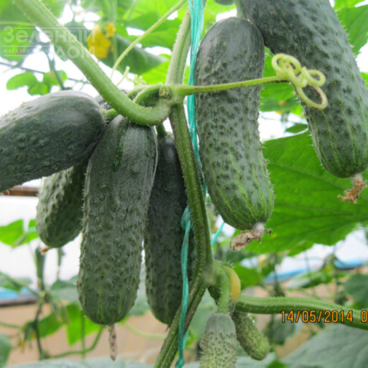 Кароліна F1 / Karolina F1,45 днів фото 2