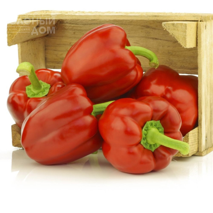 Сіндерелла F1 / Cinderella F1,115-120 днів фото 1