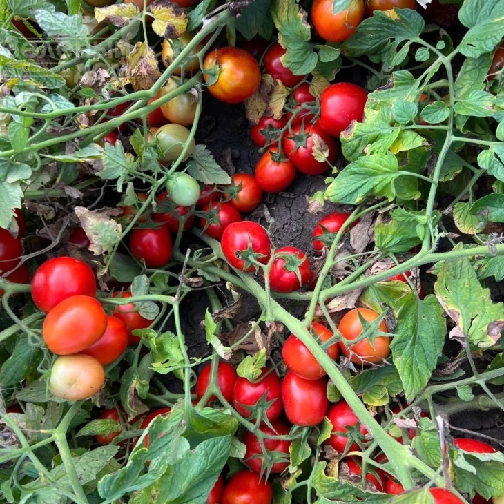 НМ 5900 F1, 115-120 дней фото 2