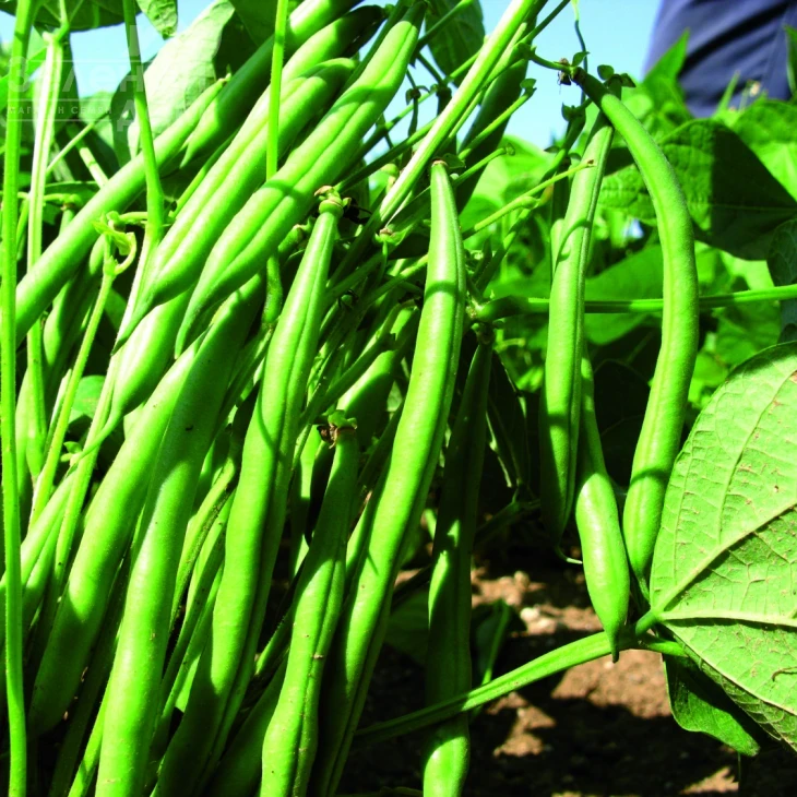 Нагано F1 / Nagano F1 фото 1