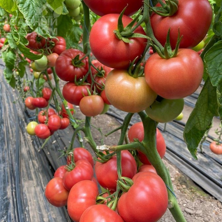 Пінк Хіт F1 / Pink Hit F1 фото 1