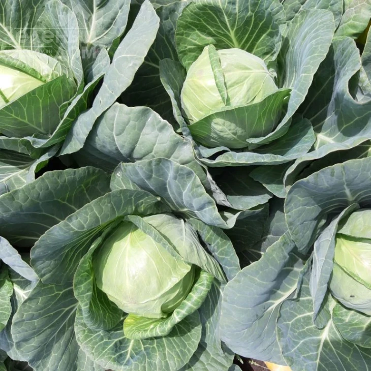 Ксена F1 / Ksena F1, 65-70 дней фото 1