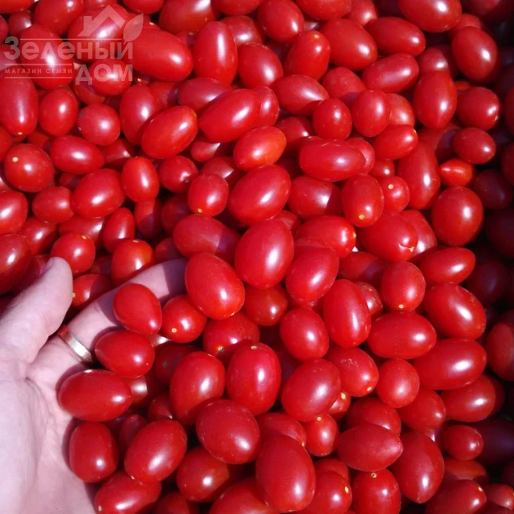 Дольчесио F1 / Dolchicio F1,95-105 дней фото 2