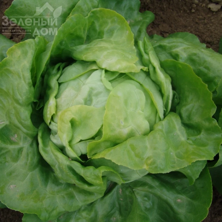 Ленто / Lento фото 1