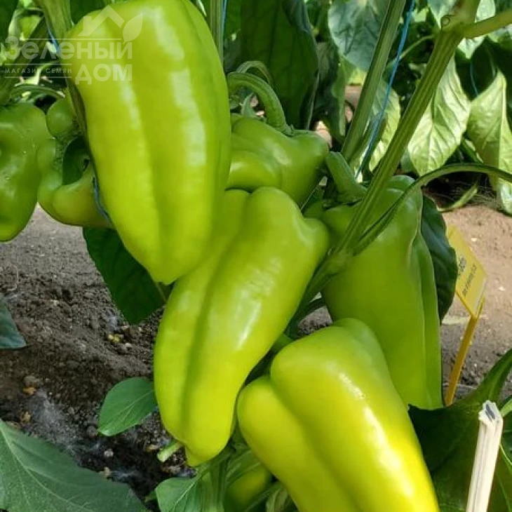 Ариадни F1 / Ariadni F1,65-70 дней фото 1