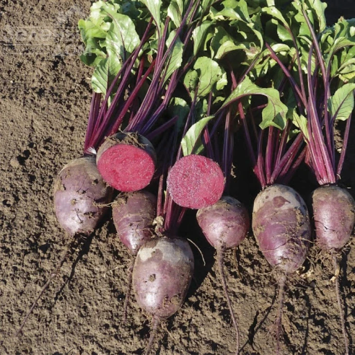 Монти F1 / Monty F1,100-110 дней фото 1