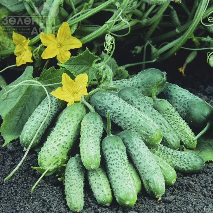 Пасамонте F1 / Pasamonte F1,40-42 дня фото 1