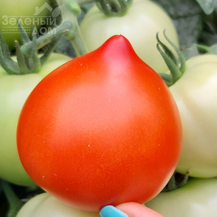 Лангранж F1 / Lagrange F1, 60-63 дні фото 1