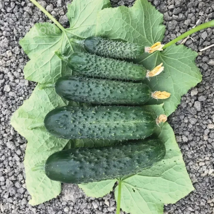 Спинтор F1 / Spintor F1 фото 1