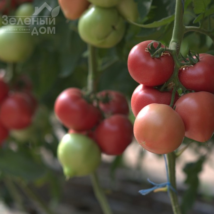 Афен F1 / Afen F1,70 днів фото 2