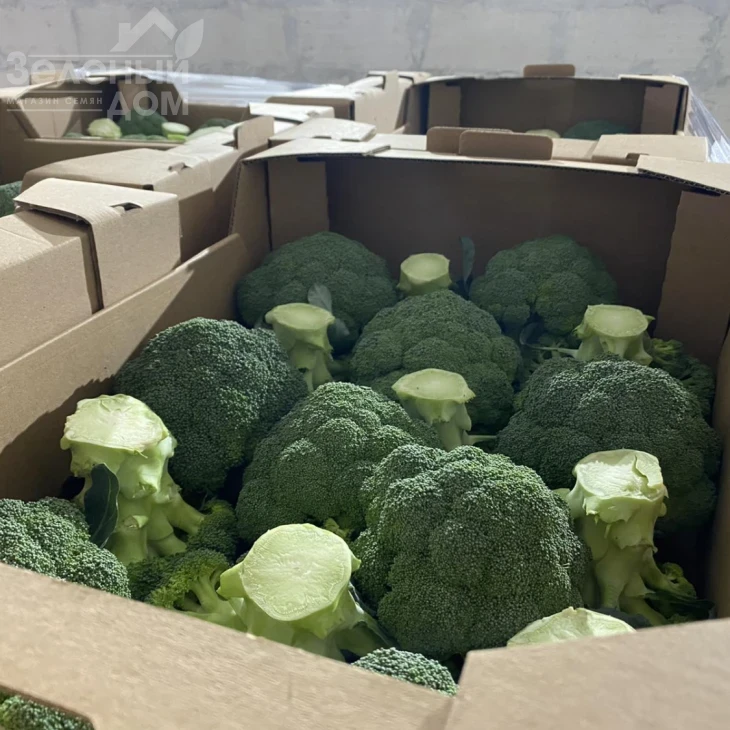 Самоа F1 / Samoa F1, 55-60 дней фото 3