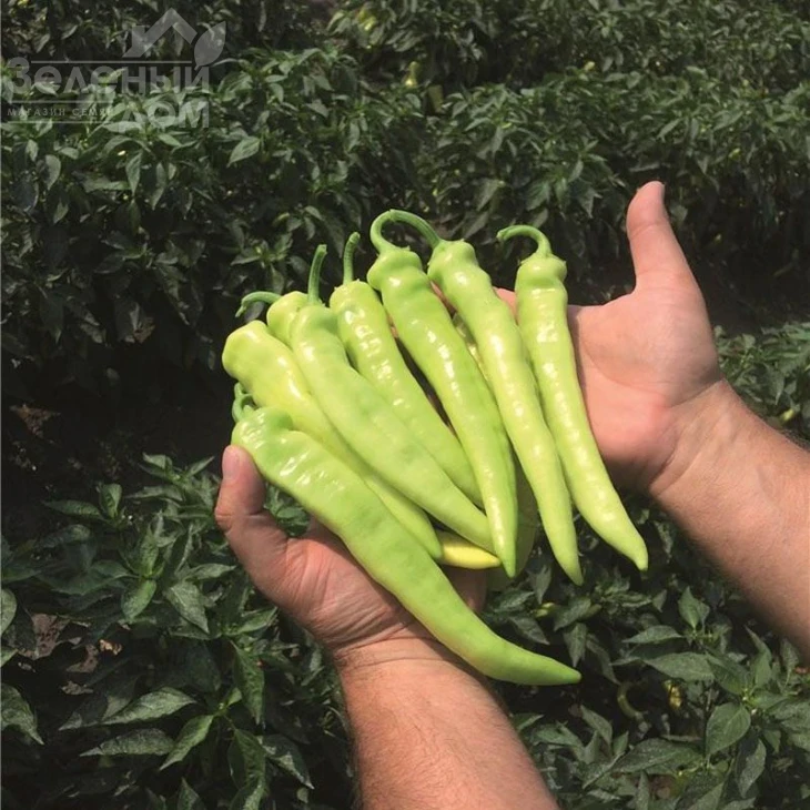 Ангара F1 / Angara F1,80 дней фото 1