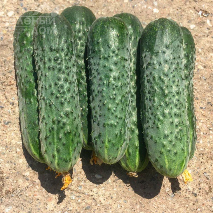 14015 F1 / 14015 F1,45 днів фото 1