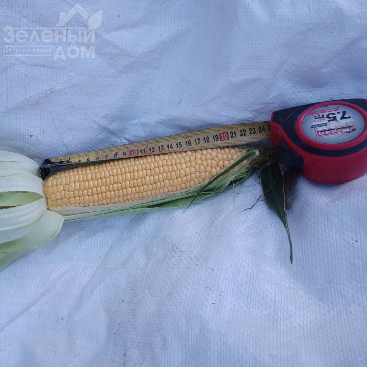 Камук F1 / Kamuk F1, 78 днів фото 2