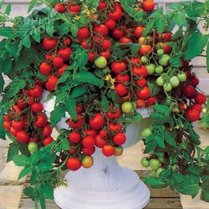 Баяя / Bayaya фото 1