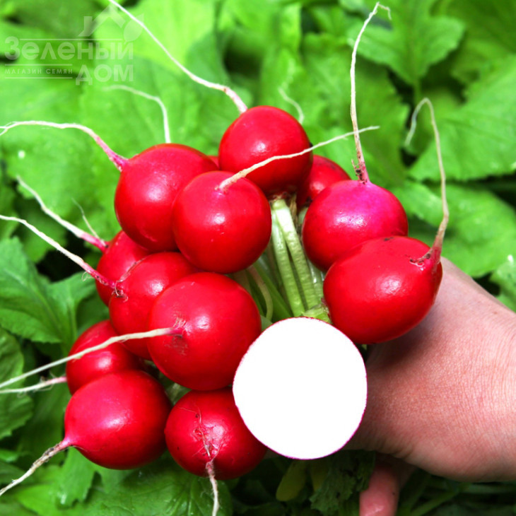 Романо F1 / Romano F1 фото 1