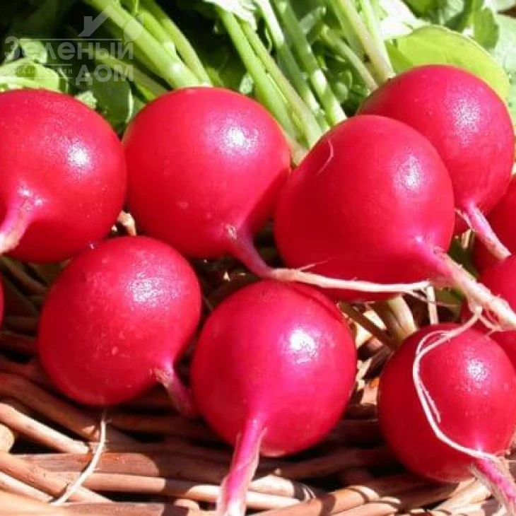 Сакса 2 / Saxa 2,25-30 дней фото 2