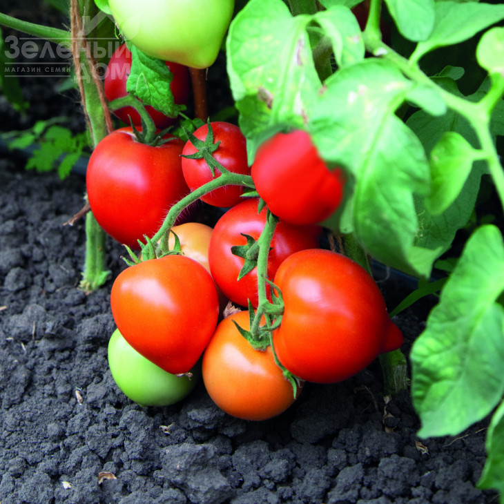 Блоссом F1 / Blossom F1, 85-90 днів фото 1