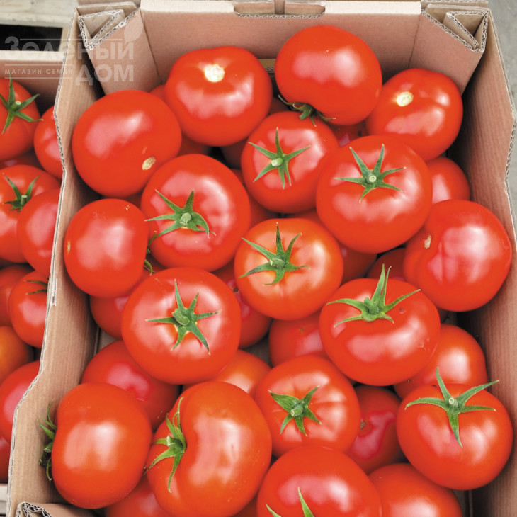 Бостіна F1 / Bostina F1,52-55 днів фото 1