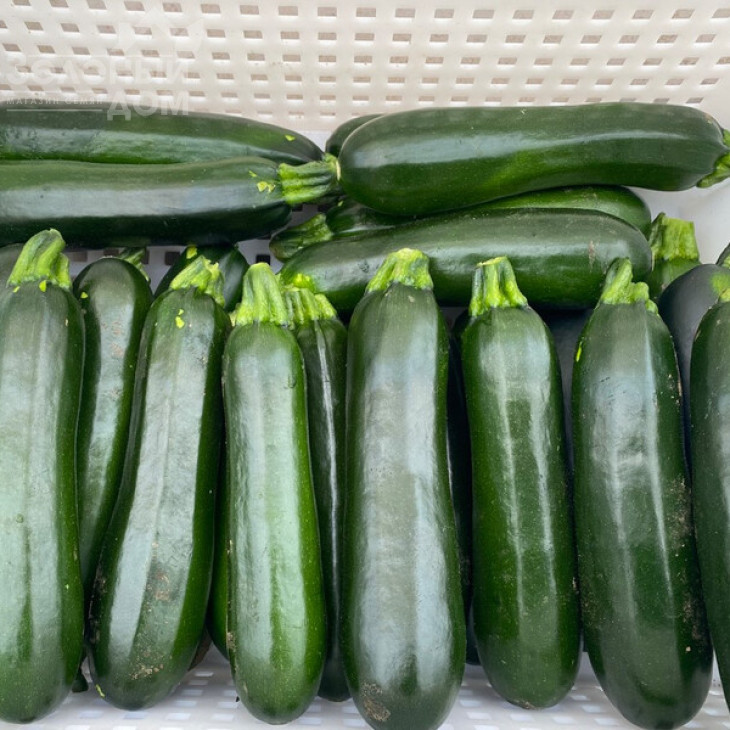 Кефрен F1 / Kefren F1, 30-40 днів фото 1