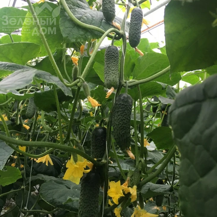 Триоле F1 / Triole F1 фото 1