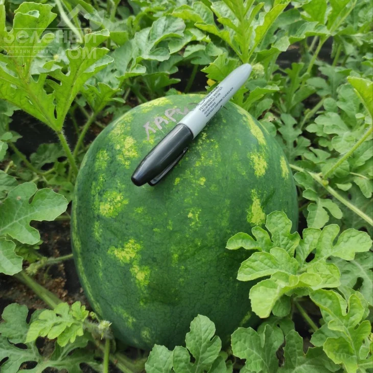 Харизма F1 / Kharizma F1 фото 3