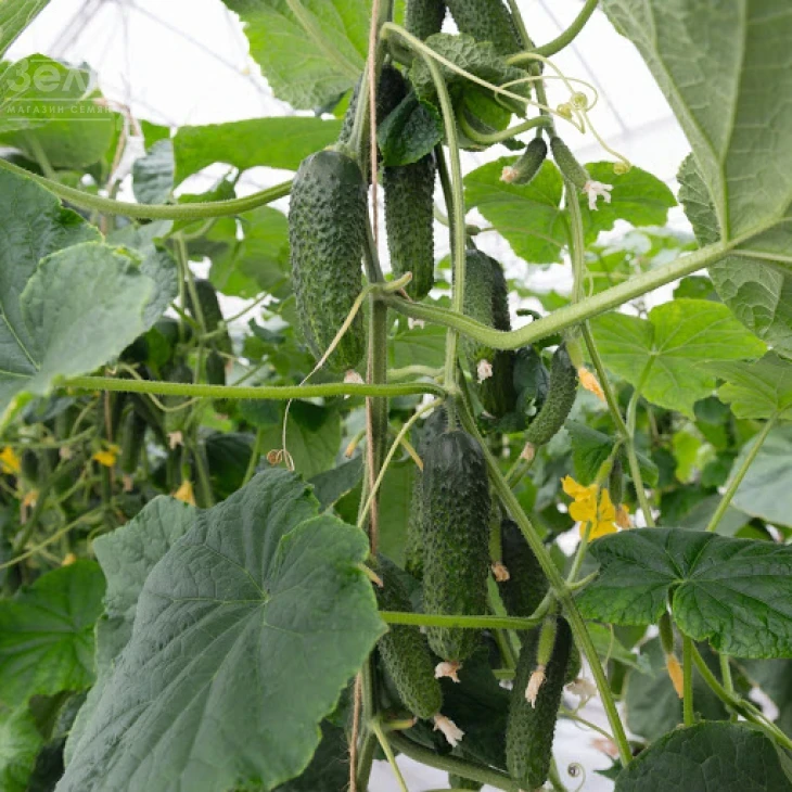 Аристан F1 / Aristan F1,40-42 дня фото 3