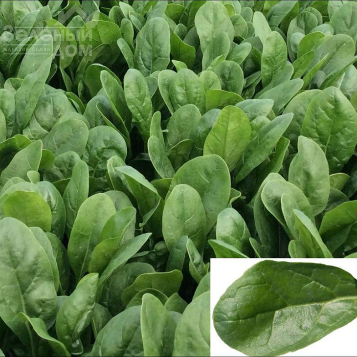 Апаче F1 / Apache F1 фото 1