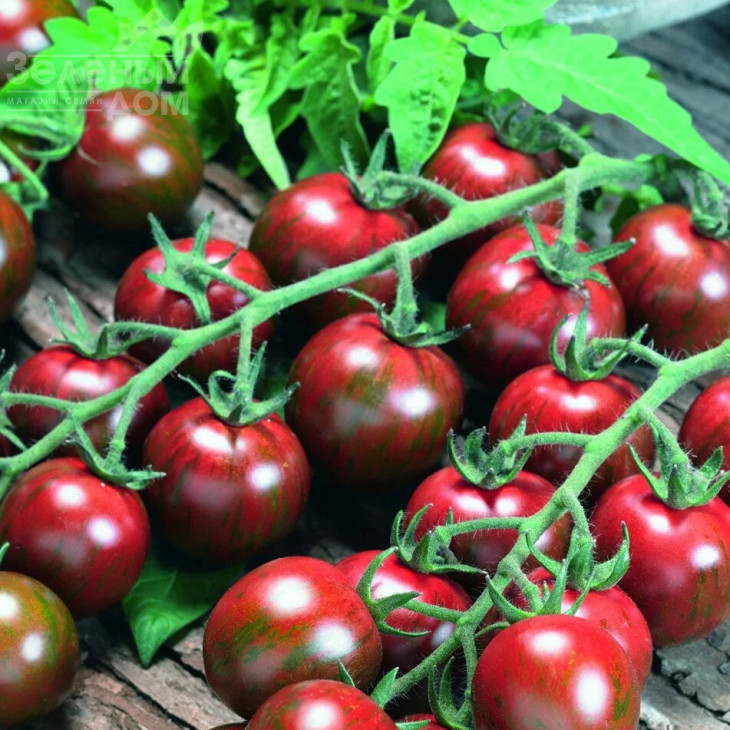 Тігріно F1 / Tigrino F1,60-70 днів фото 1