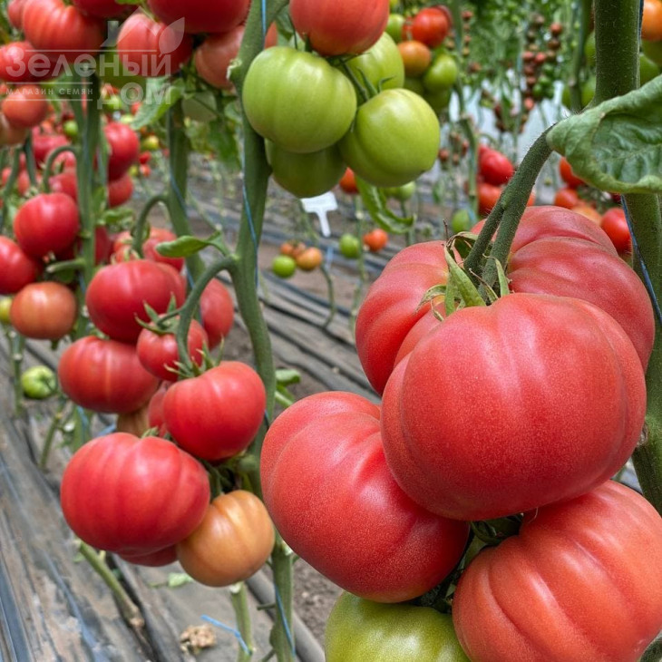 Сонароза F1 / Sonaroza F1 фото 2