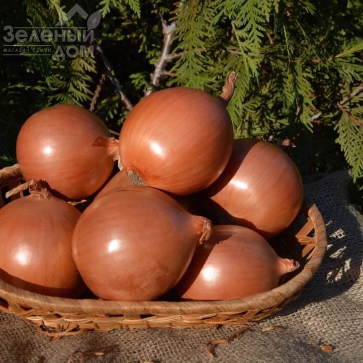 Миссиссипи F1 / Mississippi F1,115 дней фото 3