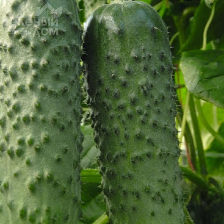 Арістан F1 / Aristan F1,40-42 дні фото 5