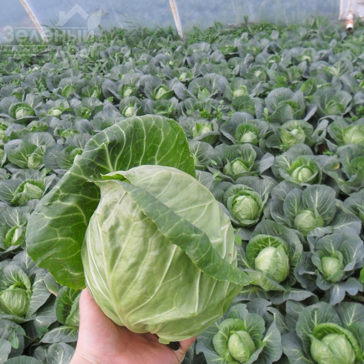 Легат F1 / Legat F1,48-50 днів фото 3