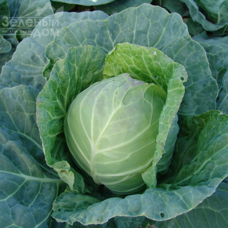 Діта / Dita,64-72 дні фото 1