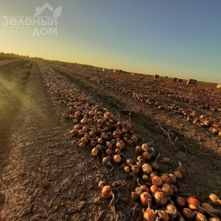 Деподжу / Depocu фото 1