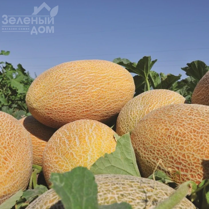 Амал F1 / Amal F1,65-70 дней фото 1