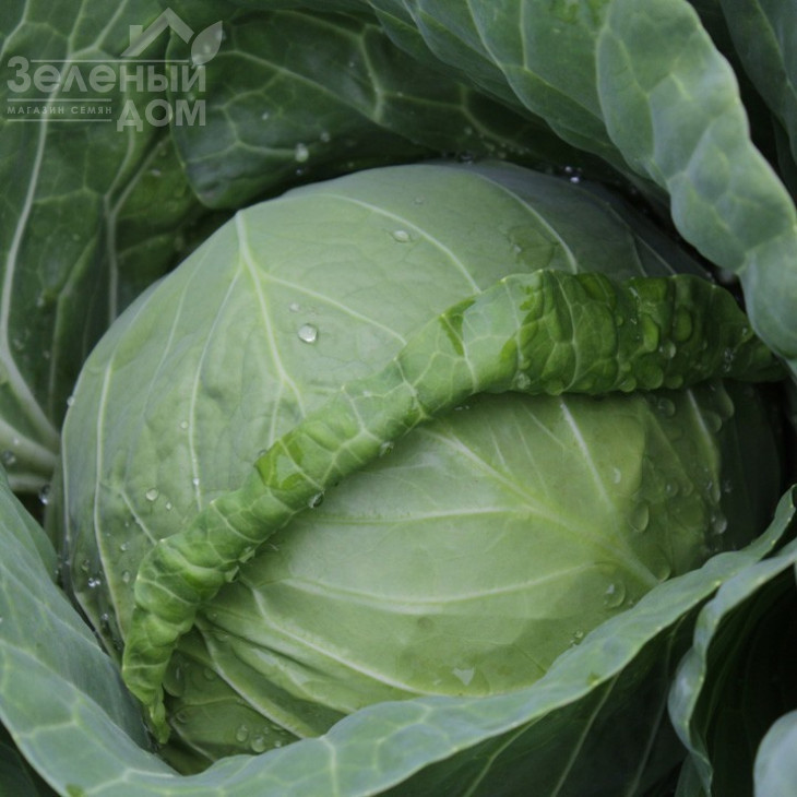 Канто F1 (КС 412) / Kanto F1(KS 412),48-52 дні фото 1