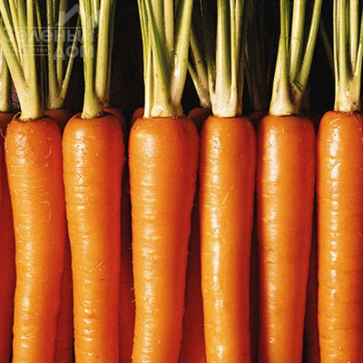 Нантес Стронг Топ / Nanthes Strong,110-115 дней фото 1