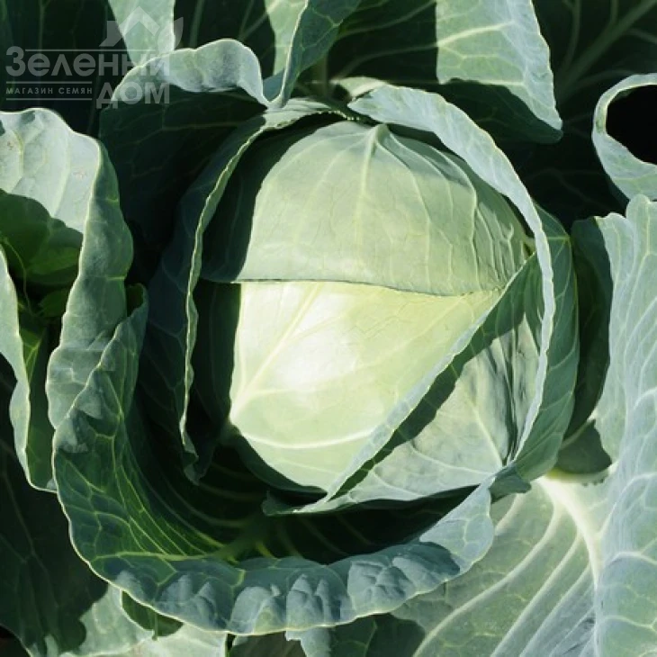 Сир F1 / Sir F1,60 дней фото 4