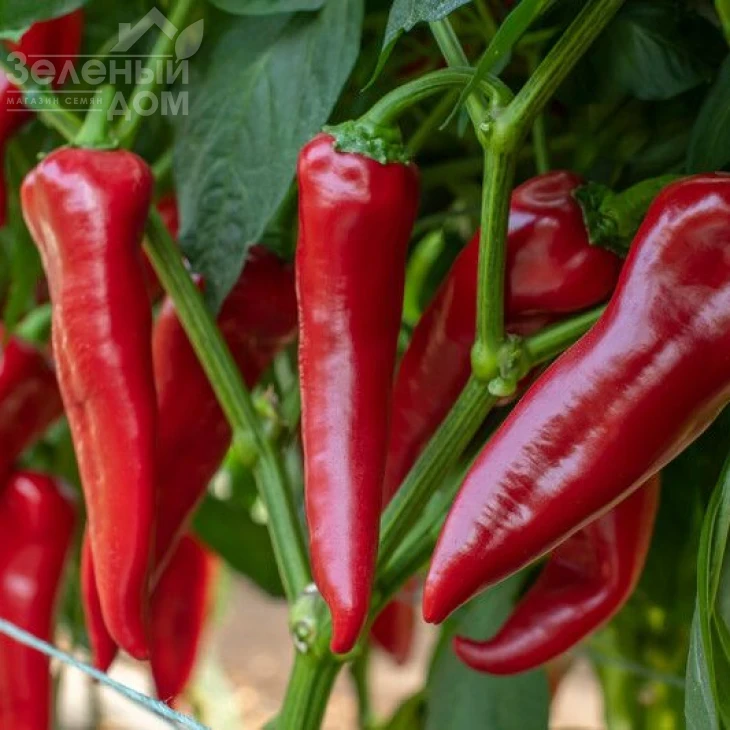 Мерсиса F1 / Mersisa F1 фото 1