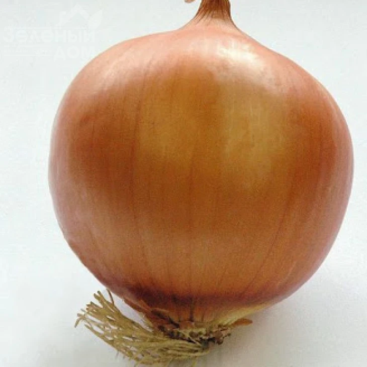 Темптейшн F1 / Tempteyshn F1,100 - 105 дней фото 2