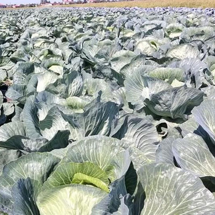 Сармелло F1 / Sarmello F1,90-95 днів фото 3