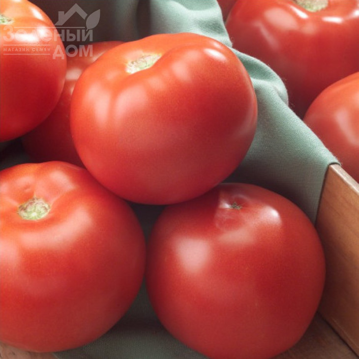 Флоріда F1 / Florida  F1,75 днів фото 3