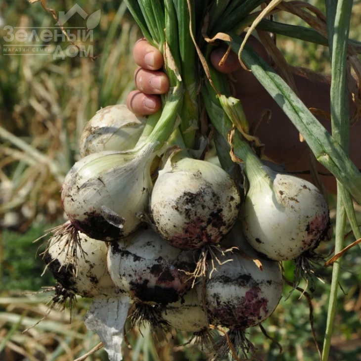Примо Бланко F1 / Primo Blanco F1, 110-115 дней фото 2