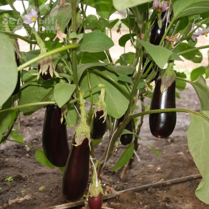 Фабіна F1 / Fabina F1,70-75 днів фото 3