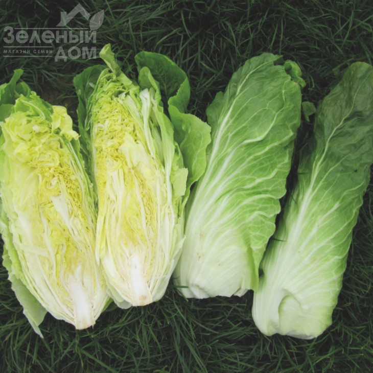 Весперо F1 / Vespero F1,80-90 днів фото 1