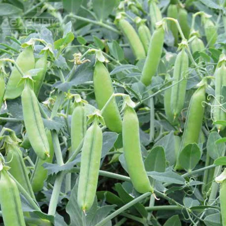 Эльдорадо / Eldorado  фото 1