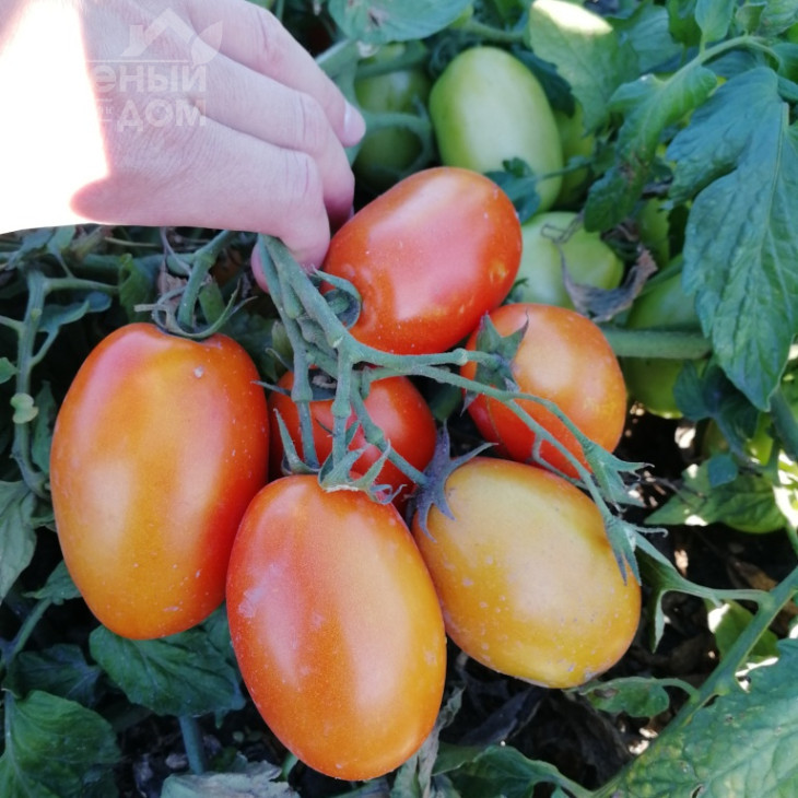 Хантер F1 / Hanter F1 фото 1