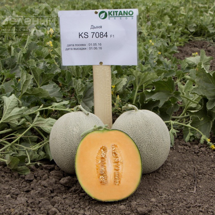 Севінта (КС 7084) F1 / Sevinta (KS 7084) F1,65-70 днів фото 1