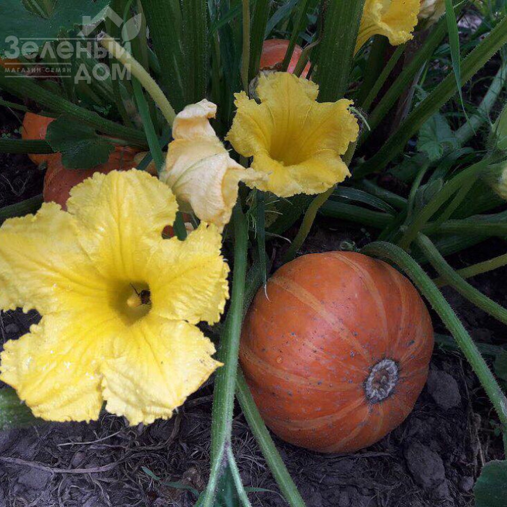 Брайт Саммер F1 / Bright Summer F1, 75-80 днів фото 3